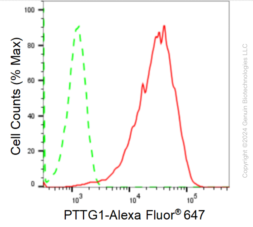 FC - KD-Validated Anti-PTTG1 Rabbit Monoclonal Antibody AGI1683